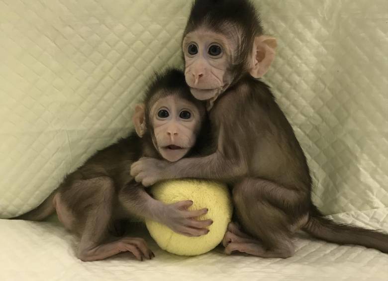 Zhong Zhong y Hua Hua representan un avance para conocer más la biología humana y el tratamiento de enfermedades. FOTO Quiang Su/Mu-ming Poo, Academia China de Ciencias