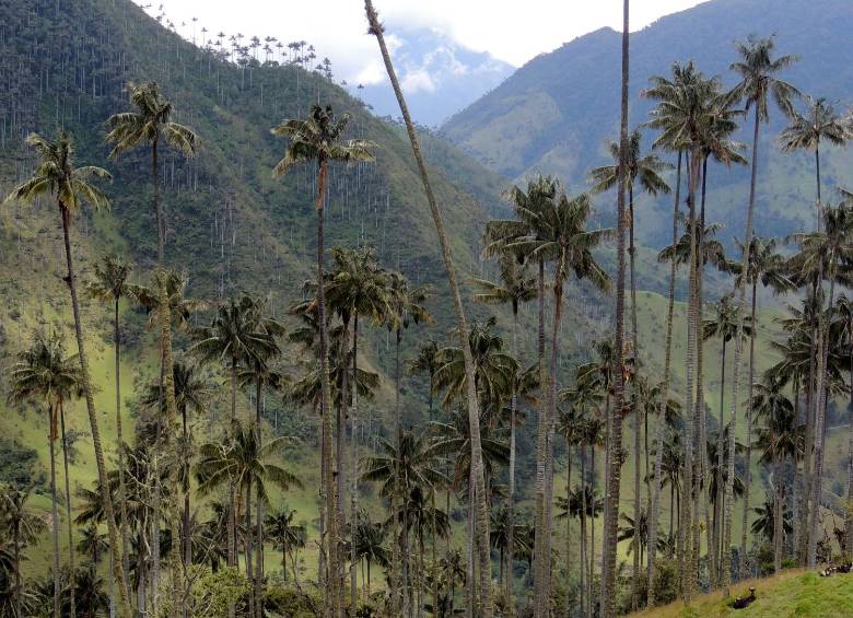 Esta es la palma reportada como la más alta, de 59,2 metros en Tochecito, en un campo despejado. Es una de cera Ceroxylon quindiuense. FOTO BERNAL ET AL