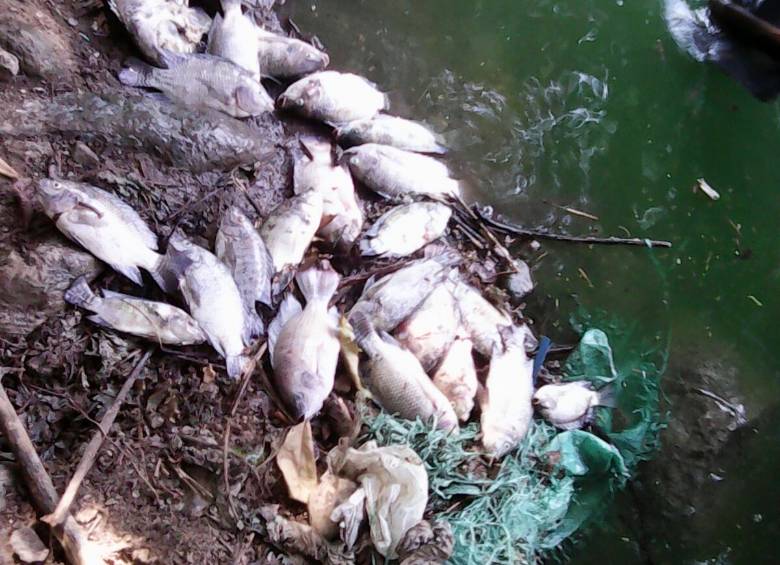 Peces muertos, hallados en el embalse de Porce II. El llamado a la comunidad es a que no los consuma. FOTO Cortesía