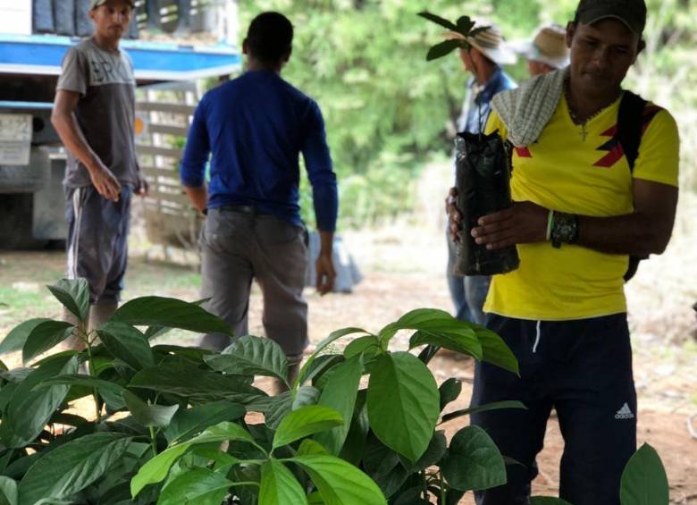 Aguacates, maíz, caña y guayaba llegan a Cáceres para reemplazar la coca