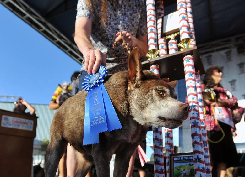 El perro ganador Quasi Modo. FOTO AP