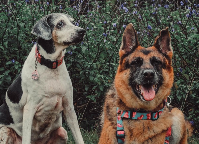 Fiona y Azuka, dos mascotas geriátricas con las que hay que tener cuidados especiales. FOTO CORTESÍA @paws.and.memories