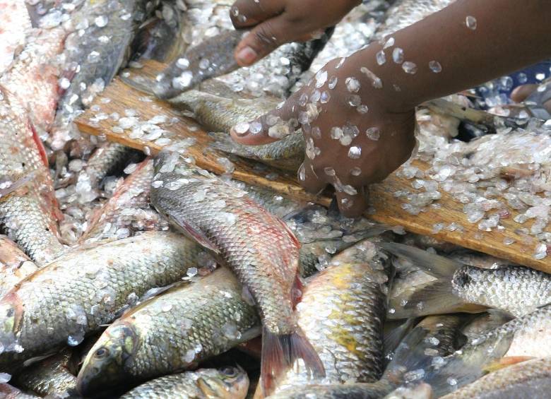 El bocachico abundaba en el río Magdalena en la llamada subienda de enero a marzo, pero la sobrepesca, el cambio climático y especies foráneas lo están acabando. FOTO juan a sánchez