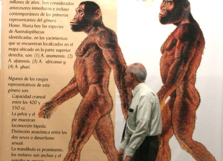 Según este estudio, nuestros ancestros y los neandertales “divergieron” hace 800.000 años. FOTO Archivo-EL COLOMBIANO