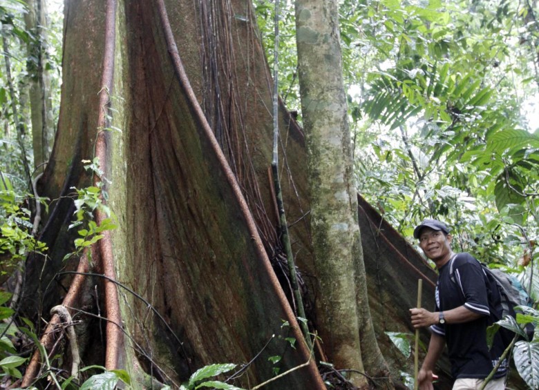 La mayor parte de la Amazonia, el Chocó pacífico y un sector de la Orinoquia conservan aún gran masa boscosa. En la foto, árbol en la selva chocoana cerca a Bahía Solano. FOTO Edwin Bustamante