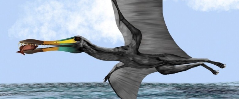 Los pterosaurio podían alcanzar los ocho metros de largo y pesar solo 250 kilogramos. CRÉDITO ILUSTRACIÓN PAOLA MACHUCA