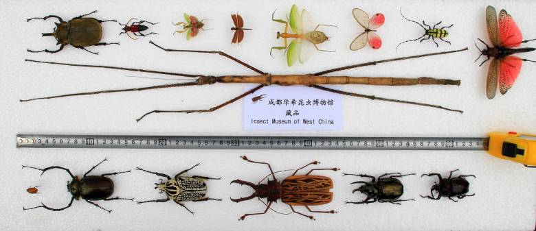 Descubren en China el insecto más largo del mundo