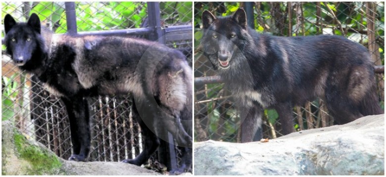 En la imagen de la izquierda los primeros días de Amarok en el Zoológico Santa Fe. En la imagen de la derecha se ve el cambio en su peso y pelaje. FOTOS Donaldo Zuluaga
