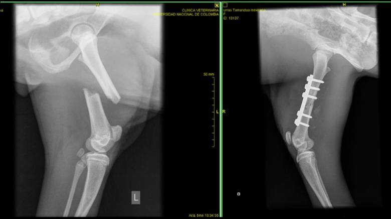 En la radiografía se muestra la fractura que sufrió la osa hormiguera en el fémur izquierdo. FOTO Cortesía Universidad Nacional. 