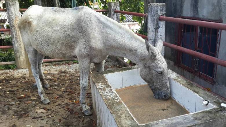 Denuncian caso de maltrato animal contra una mula en Caracolí