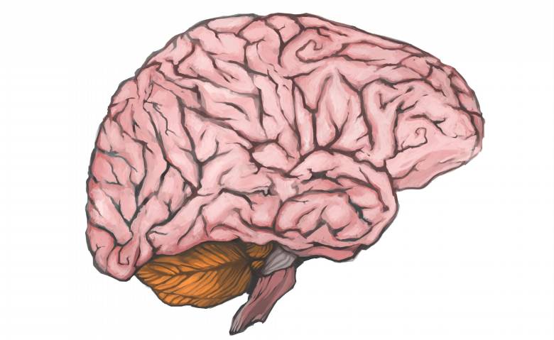 Un megacerebro en Medellín para hablar de ataques al corazón. ILUSTRACIÓN SSTOCK