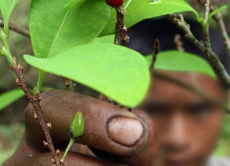 La producción de cocaína en 2014 aumentó en un 52%: Unodc 