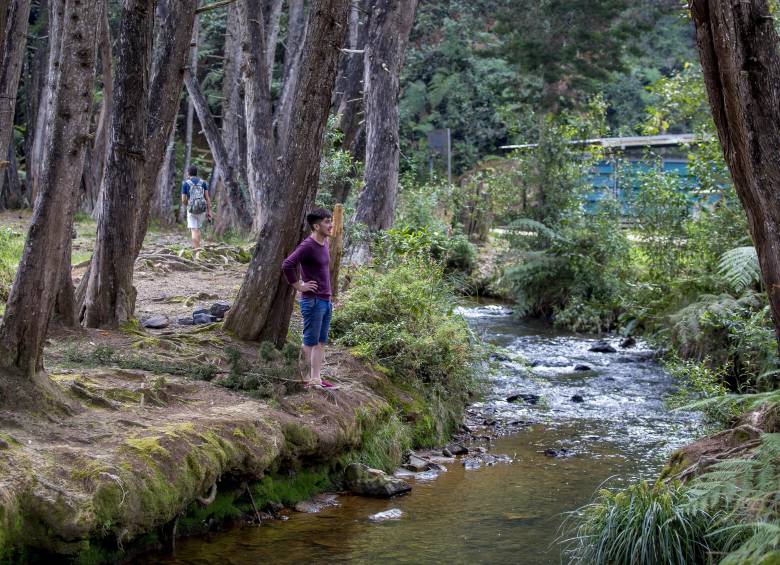 Solo ingresar al parque, que tiene 1.716 hectáreas de reserva natural que protegen el agua que abastece parte de Medellín, ya es un ejercicio saludable para el cuerpo y el espíritu. Cerca del 10 % de los visitantes son turistas extranjeros.Foto: Juan Antonio Sánchez