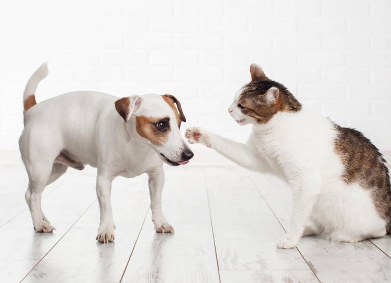 Cómo entender y tratar la depresión en mascotas