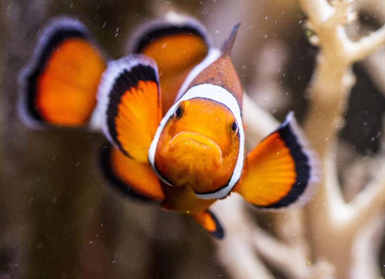 Se espera que en enero se exhiba también un nuevo estanque con peces de agua salada en el Acuario. FOTOS ARCHIVO, CORTESÍA, dAVID MIDGLEY, zHYLA, Haplochromis. imágenes de referencia. 