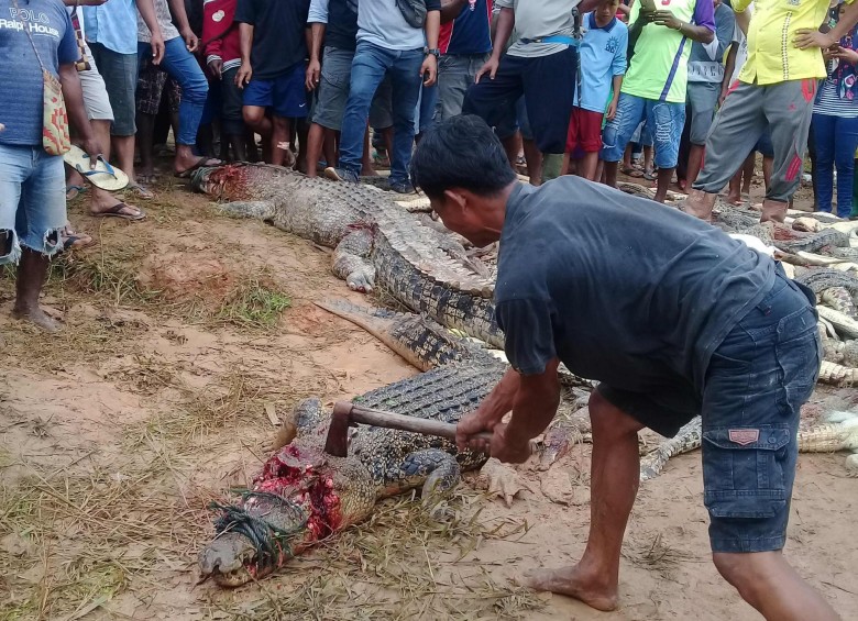 Una multitud enfurecida masacra a 300 cocodrilos en Indonesia