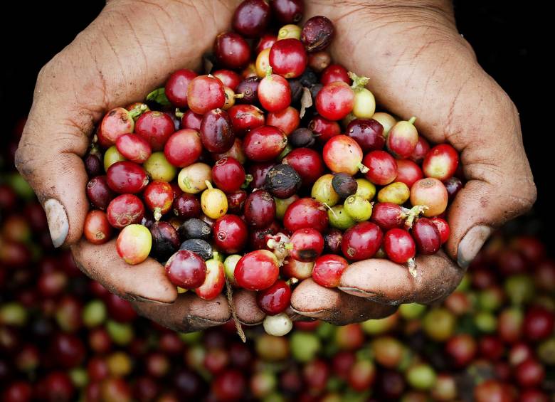 Los caficultores colombianos atraviesan una difícil situación. Foto Colprensa