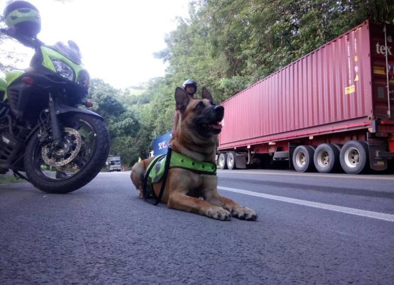 Spike, el pastor alemán de la Policía lleva nueve años en la institución. FOTO CORTESÍA POLICÍA ANTIOQUIA