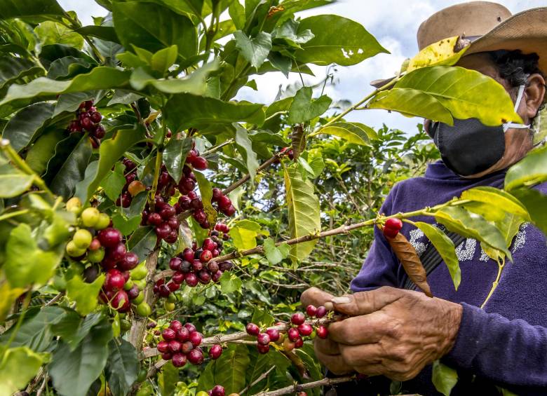 Con estos recursos para 2021, ya son más de 123.000 millones de pesos los que se han invertido por parte del Fondo Nacional del Café. FOTO Juan Antonio Sánchez Ocampo