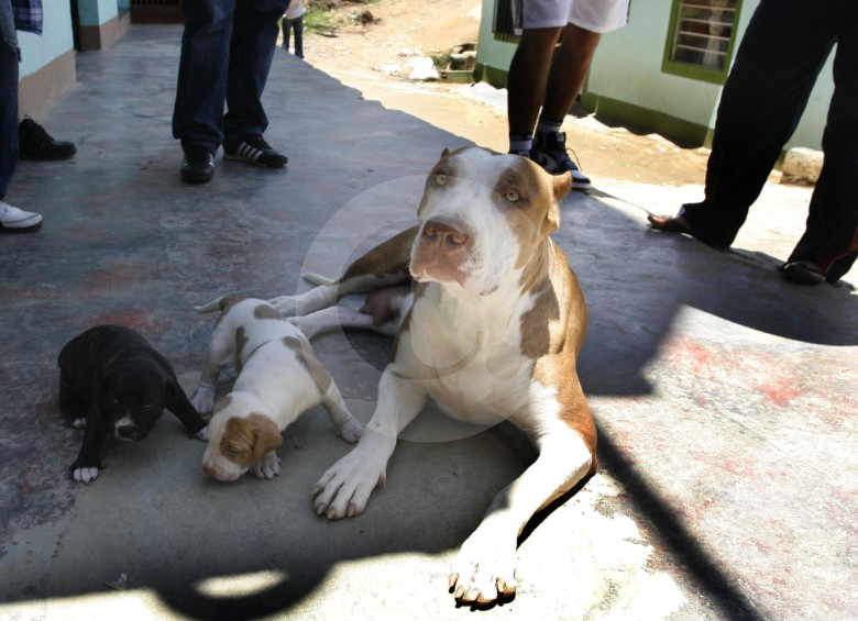 Esta es “la Chava”, la perra que los miembros de la banda “la Agonía” le robaron a sus rivales en 2009, y que usaron para intimidar a la vecindad en la comuna 13. FOTO esteban vanegas (archivo)