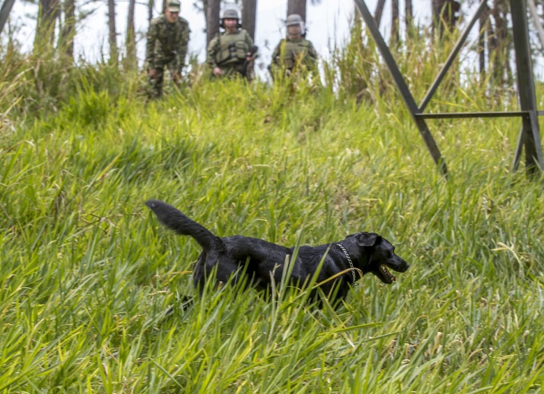 La crudeza de la guerra no es ajena a los perros. Este año, la institución ha perdido cinco caninos en operaciones militares. Foto: Juan Antonio Sánchez.