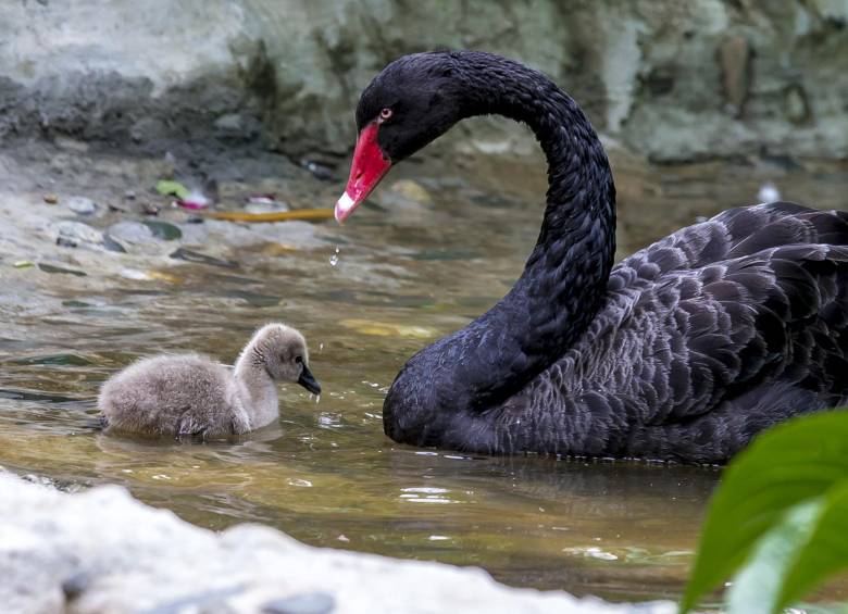 El cisne australiano, de color negro, no reviste amenaza, pero es valorado por su belleza.