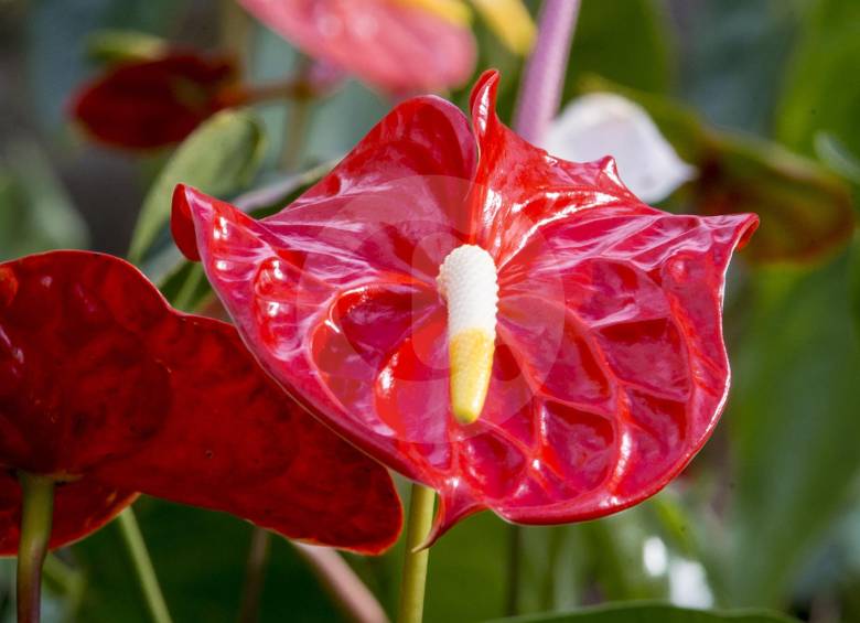 Que su jardín sea el más florecido
