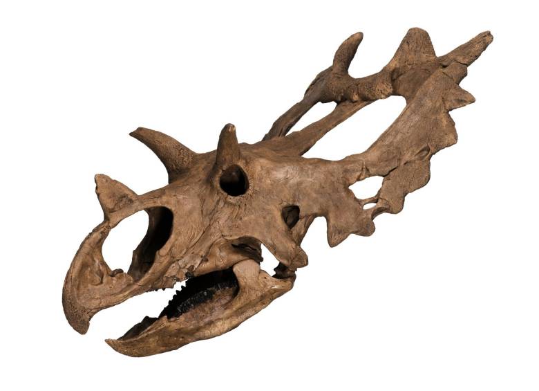 Coleccionista descubre de casualidad nueva especie de dinosaurio