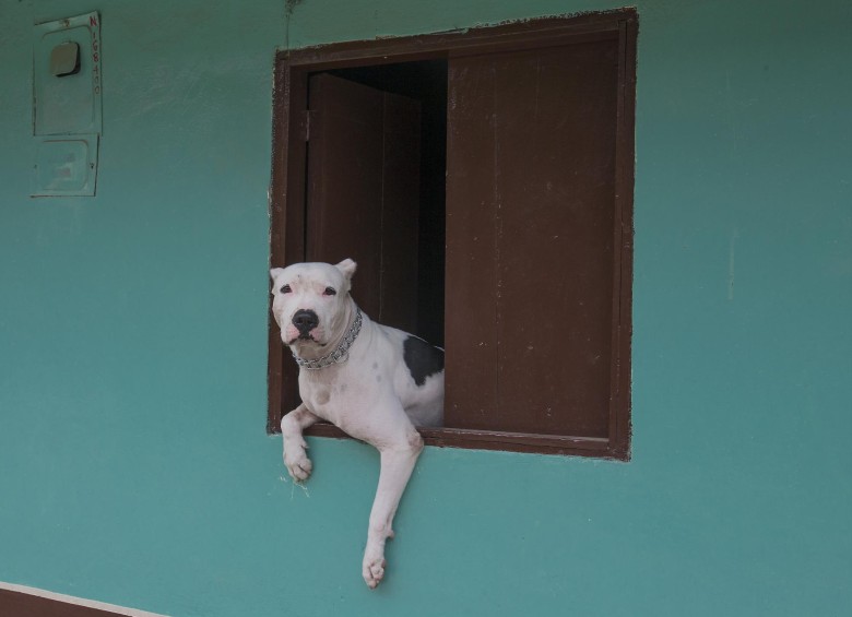 Imagen de un pitbull usada para ilustrar la noticia. FOTO ARCHIVO 
