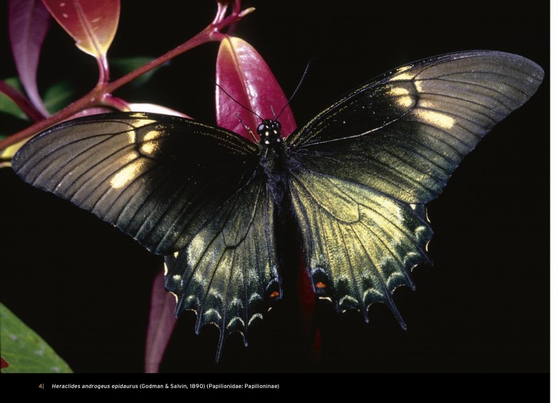 Mariposa Heraclides androgeus epidaurus, descrita en1890. Otra de las bellezas del libro. FOTO Cortesía Villegas Editores
