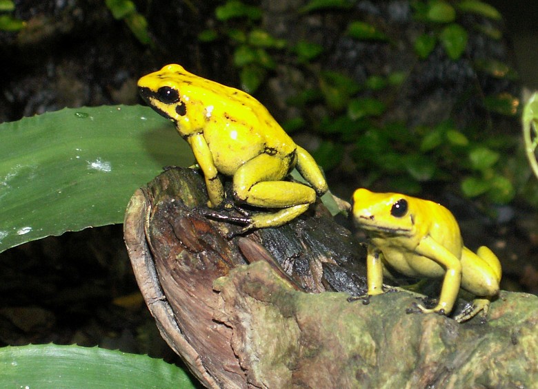 La rana dorada Phyllobates terribilis, del Pacífico colombiano, una de las más venenosas del territorio nacional. Usa su veneno solo como defensa. FOTO M. Burkhard/Wikipedia