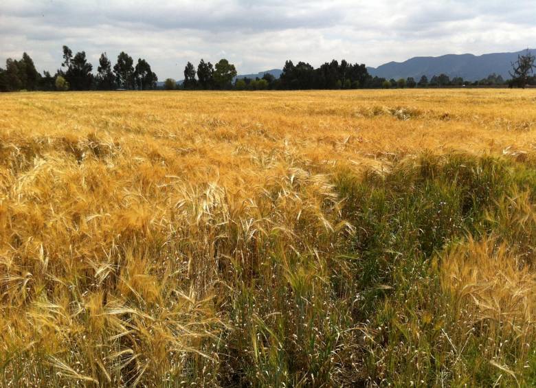Bavaria invierte US$2 millones en siembra de cebada