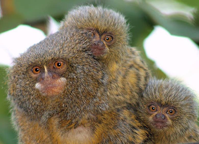 Roban cuatro monos del Zoológico Santa Fe de Medellín