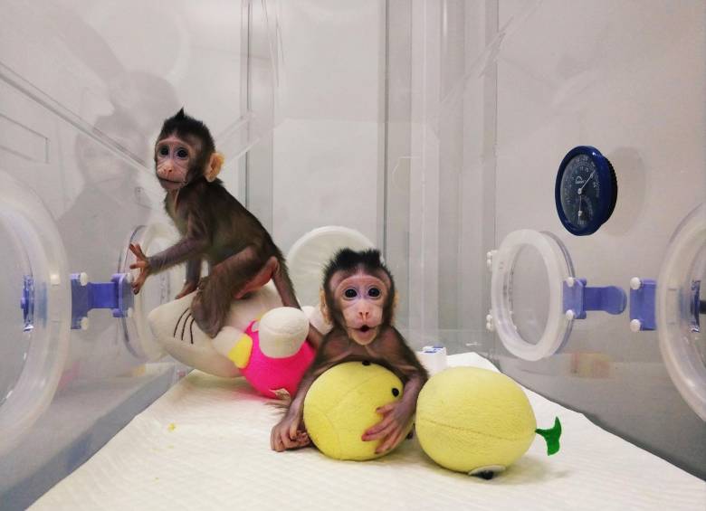 Nacen los primeros monos clonados como la oveja Dolly