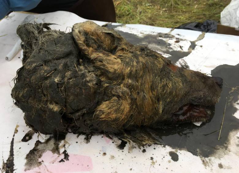 Una cabeza de lobo de 32.000 años fue hallada en Siberia
