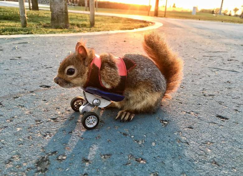 La ardilla turca fue la primera en tener una prótesis en el mundo Foto: Instagram @sincap_alf