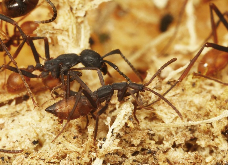 Un escarabajo Ecitophya simulans (primer plano) camina tranquilo, mimetizada, junto a una hormiga guerrera Eciton burcheliii. Un sorprendente caso de la evolución. FOTO Taku Shimada