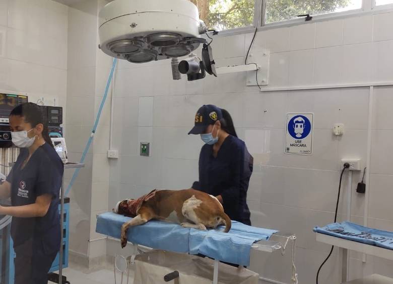 Policía rescata una perra pitbull víctima de violento ataque con arma blanca