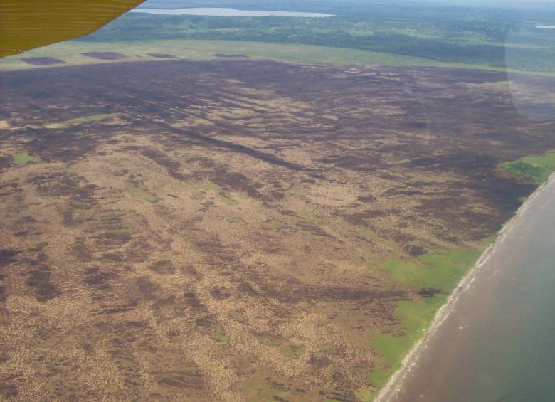 Así quedaron los alrededores de la ciénaga de Manimonda, en Necoclí después de arder durante 19 días. Foto Cortesía.