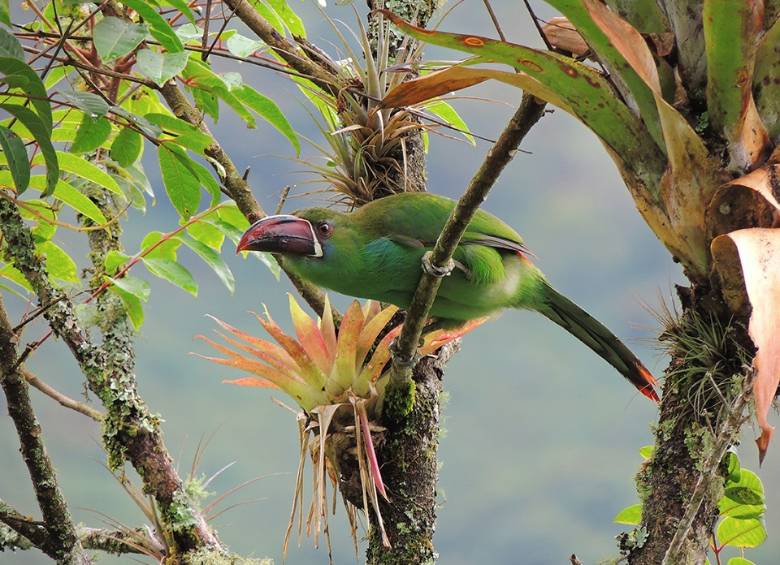 Desde este viernes, este santuario natural reabre sus puertas