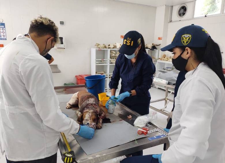 Una vez llegó a la Unidad Veterinaria de la Uniremington, la ejemplar canina fue atendida por médicos veterinarios. FOTOS CORTESÍA UNIREMINGTON