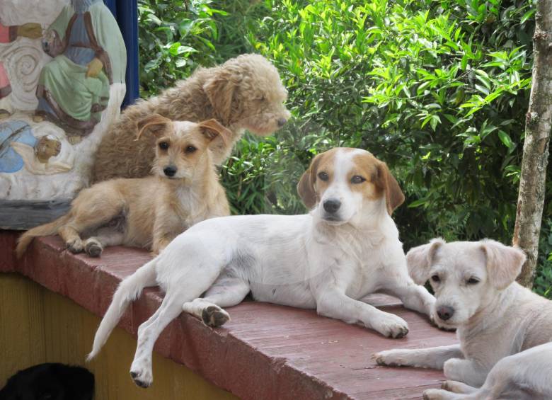 El respeto por los animales está establecido en el nuevo Código de Policía, que contempla multas a quien vulnere sus derechos. La ley también castiga el maltrato animal. FOTO Donaldo Zuluaga