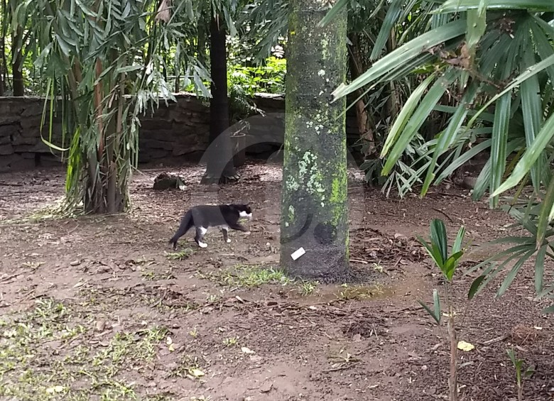 Gatos abandonados en el Jardín Botánico, un problema para otros animales del lugar. FOTO ARCHIVO