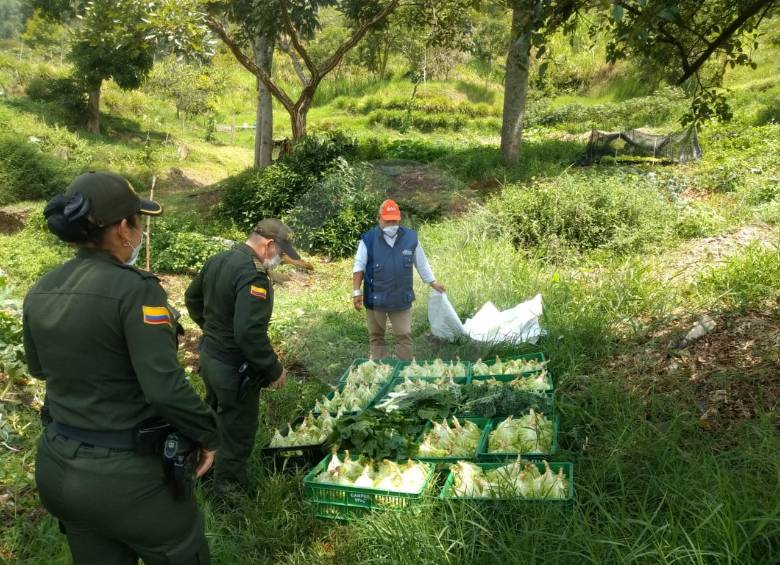 A la fecha se han llevado a cabo tres jornadas de entregas de los ramilletes de alimentos. El acompañamiento de los líderes comunitarios y la Policía ha sido vital para identificar los hogares que más necesitan ayuda durante la cuarentena. FOTO CORTESÍA
