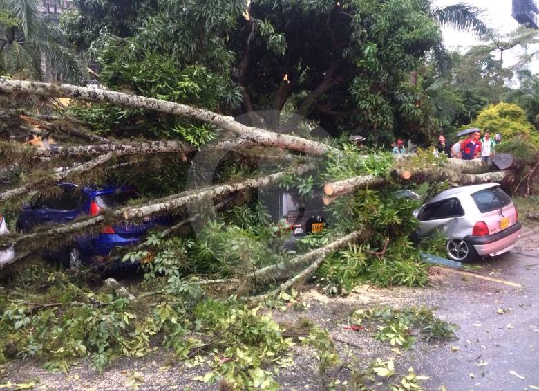 Árbol caído a las afueras del complejo acuático del Inder de Medellín, en el sector Estadio. FOTO JULIO CÉSAR HERRERA