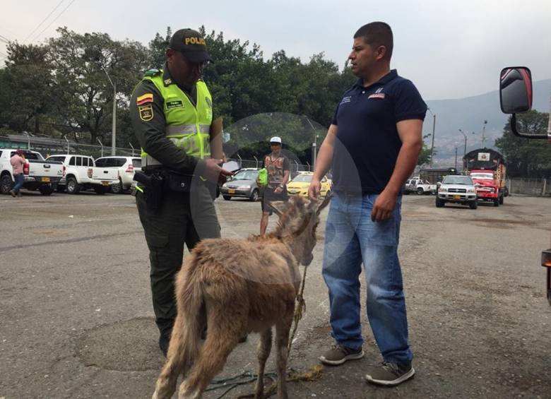 En Medellín rescatan una vaca que moría de hambre por abandono