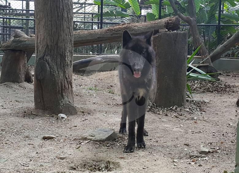 Las autoridades creen que fue víctima de tráfico ilegal de fauna. FOTO Cortesía Zoológico Santa Fe