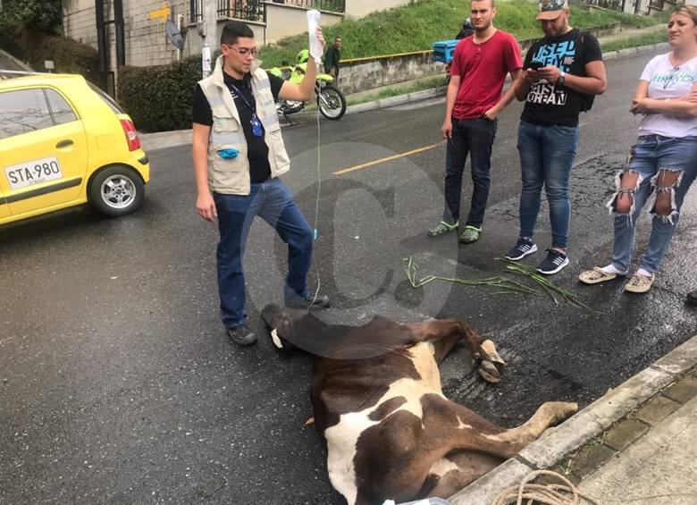 Este es el momento cuando la vaca es rescatada. FOTO CORTESÍA INSPECCIÓN AMBIENTAL