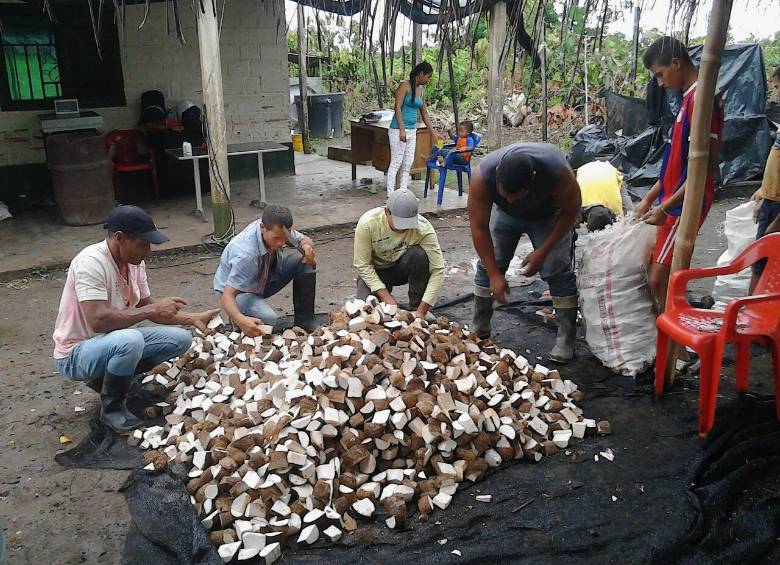 Sinú-Fruits es la empresa comercializadora y exportadora del ñame de Urabá. FOTO cortesía