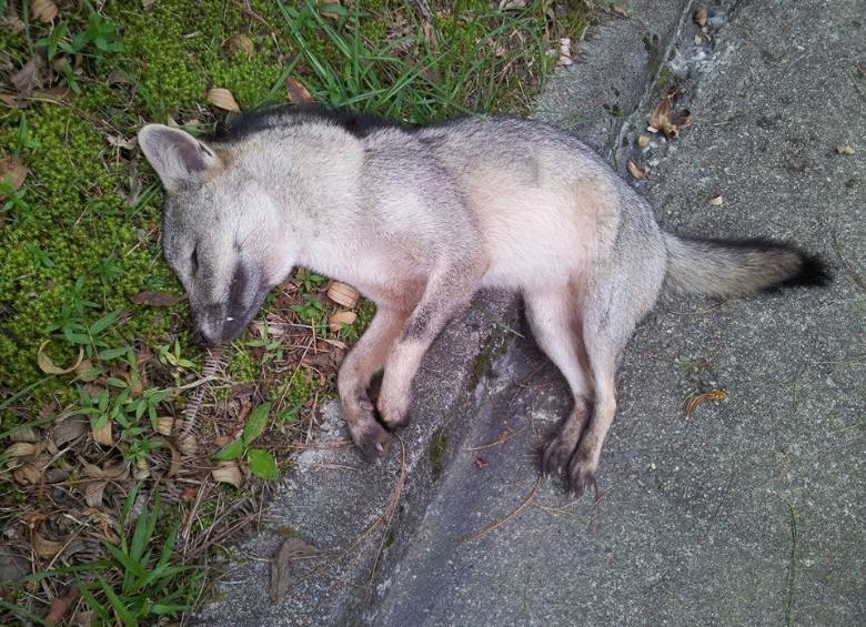 Este zorro perro fue encontrado muerto en El Escobero por atropellamiento el pasado 23 de abril, el Día sin carro en el Valle de Aburrá. FOTO CORTESÍA